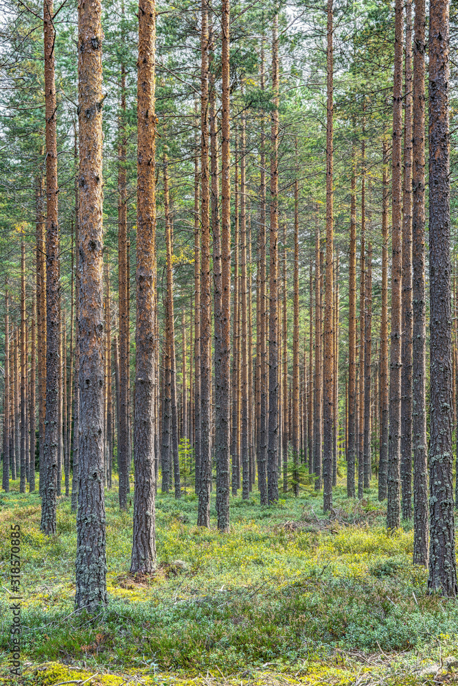 Sun shining on a beautiful pine forest in Sweden Sun shining on a beautiful pine forest in Sweden