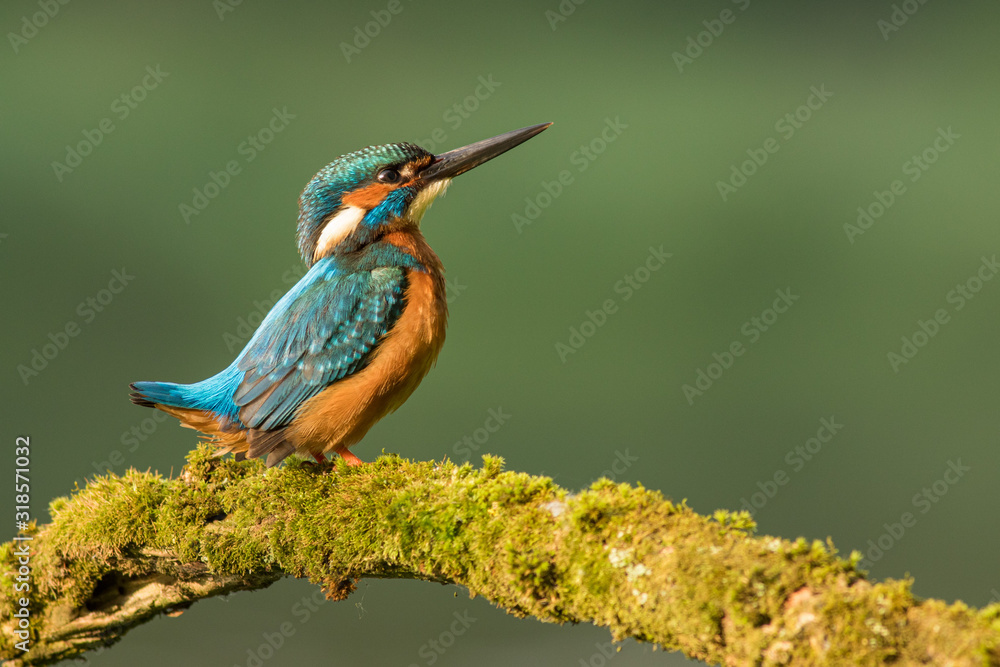 Kingfisher sitting on the branch, Common kingfisher (Alcedo atthis), Slovakia Kingfisher sitting on the branch, Common kingfisher (Alcedo atthis), Slovakia