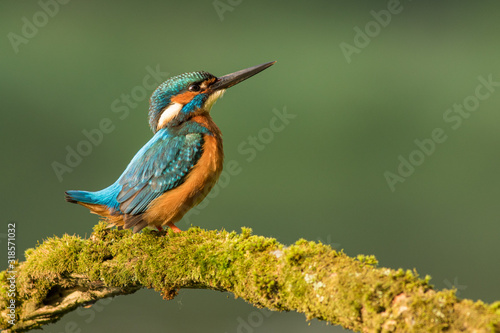 Kingfisher sitting on the branch, Common kingfisher (Alcedo atthis), Slovakia