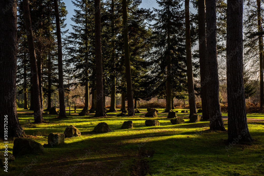 Fototapeta premium wood lands