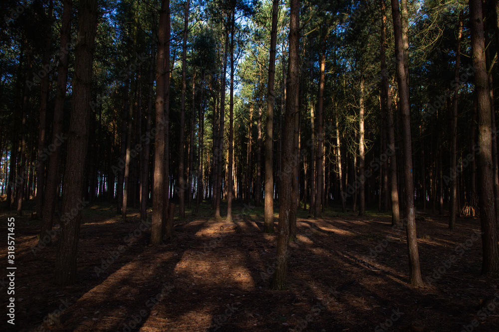 Obraz premium wood lands