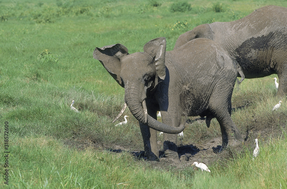 Obraz premium ELEPHANT D'AFRIQUE loxodonta africana