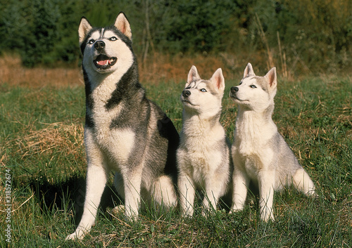 SIBERIAN HUSKY