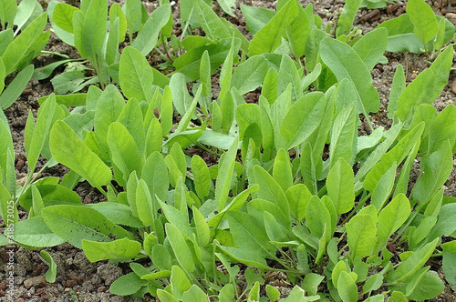 MENTHE COQ tanacetum balsamita photo