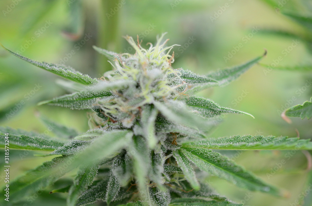 Abstract, soft focus using macro lens. Intense detail of flowering cannabis plant. Medical hemp growing on organic farm. Outdoor, natural lighting. Beautiful trichomes on cannabis plant. Healthy hemp Abstract, soft focus using macro lens. Intense detail of flowering cannabis plant. Medical hemp growing on organic farm. Outdoor, natural lighting. Beautiful trichomes on cannabis plant. Healthy hemp
