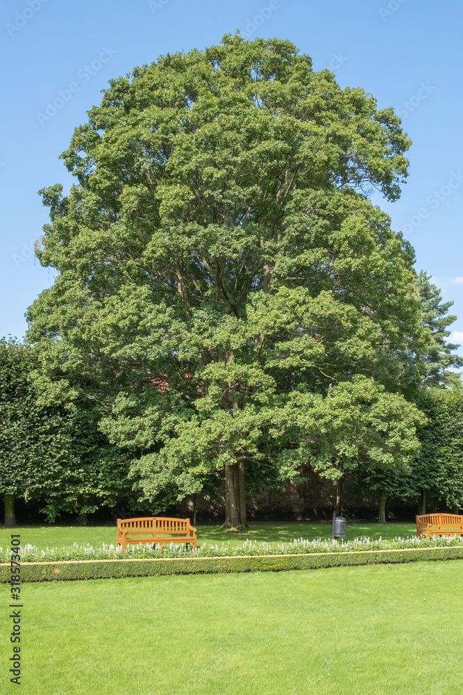 Acer campestre Feldahorn in einem Park
