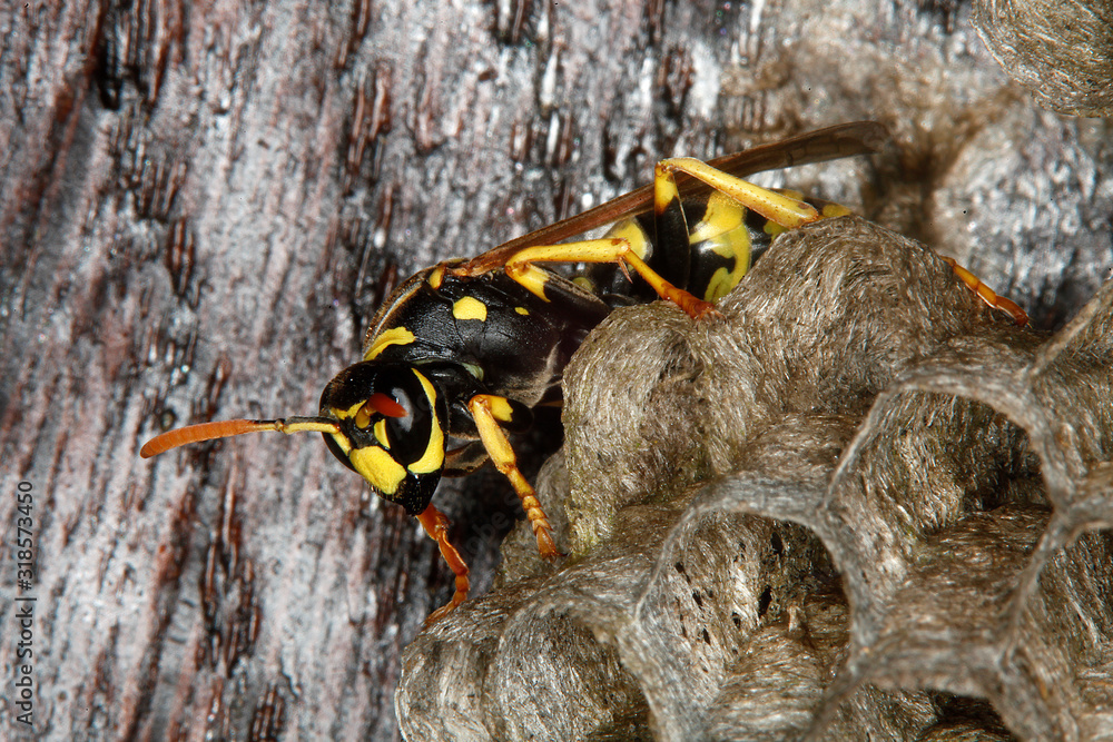 GUEPE COMMUNE vespula vulgaris GUEPE COMMUNE vespula vulgaris