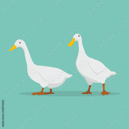 Duck cartoon set vector illustration.cute white ducks farm.Goose standing with blue background