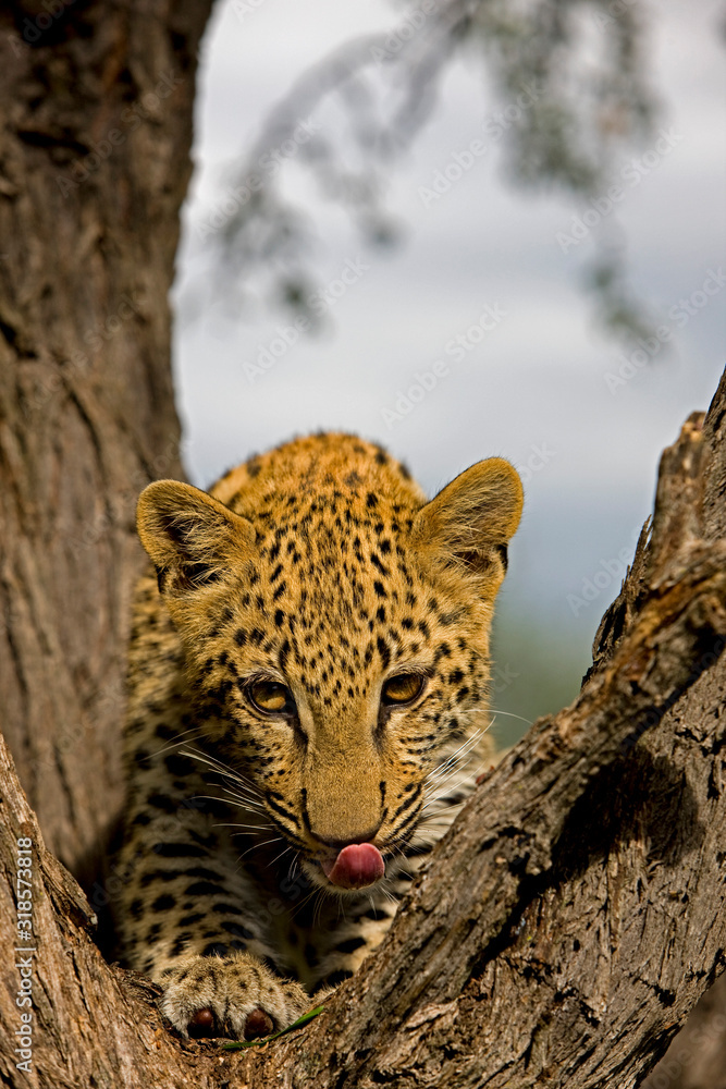 Naklejka premium PANTHERE LEOPARD panthera pardus