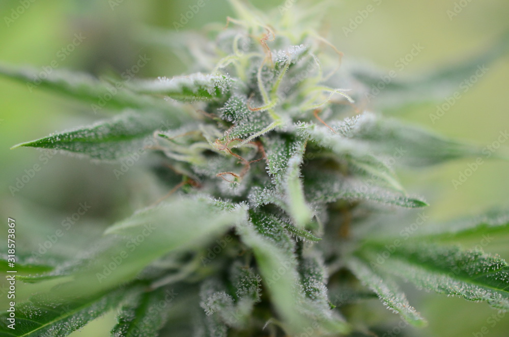 Beautiful flowering marijuana plant. Cannabis plant in flower. Natural medicine, higher healing. Cannabis industry, organic farming. Hemp buds, growing marijuana. Weed in bloom, outdoor lighting