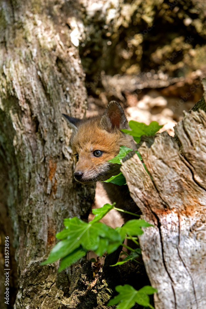 RENARD ROUX vulpes vulpes RENARD ROUX vulpes vulpes