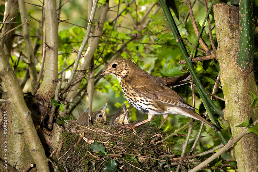 GRIVE MUSICIENNE turdus philomelos GRIVE MUSICIENNE turdus philomelos