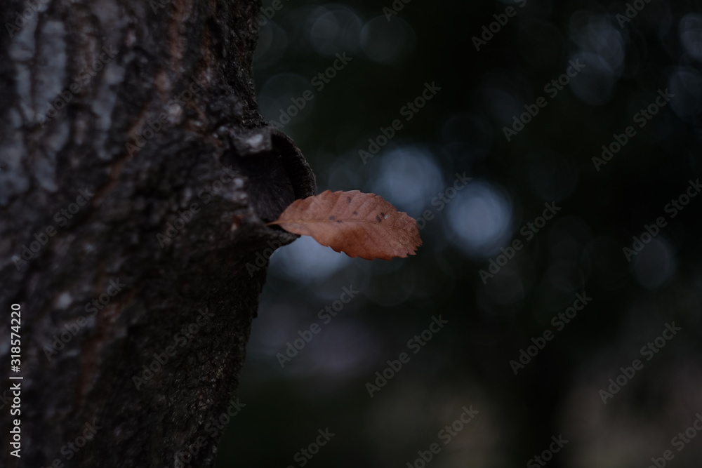 Fototapeta premium 落ち葉と枯れ葉