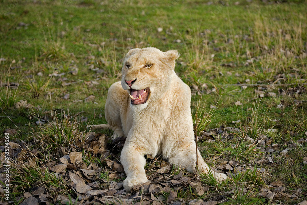 LION BLANC panthera leo krugensis LION BLANC panthera leo krugensis