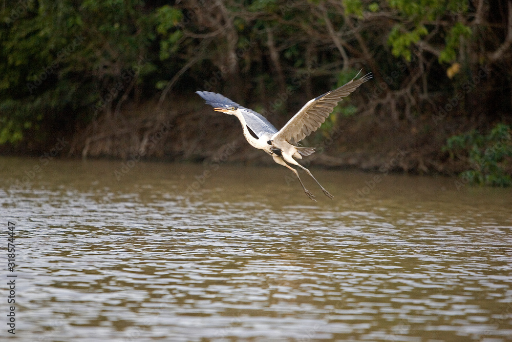 HERON COCOI ardea cocoi HERON COCOI ardea cocoi