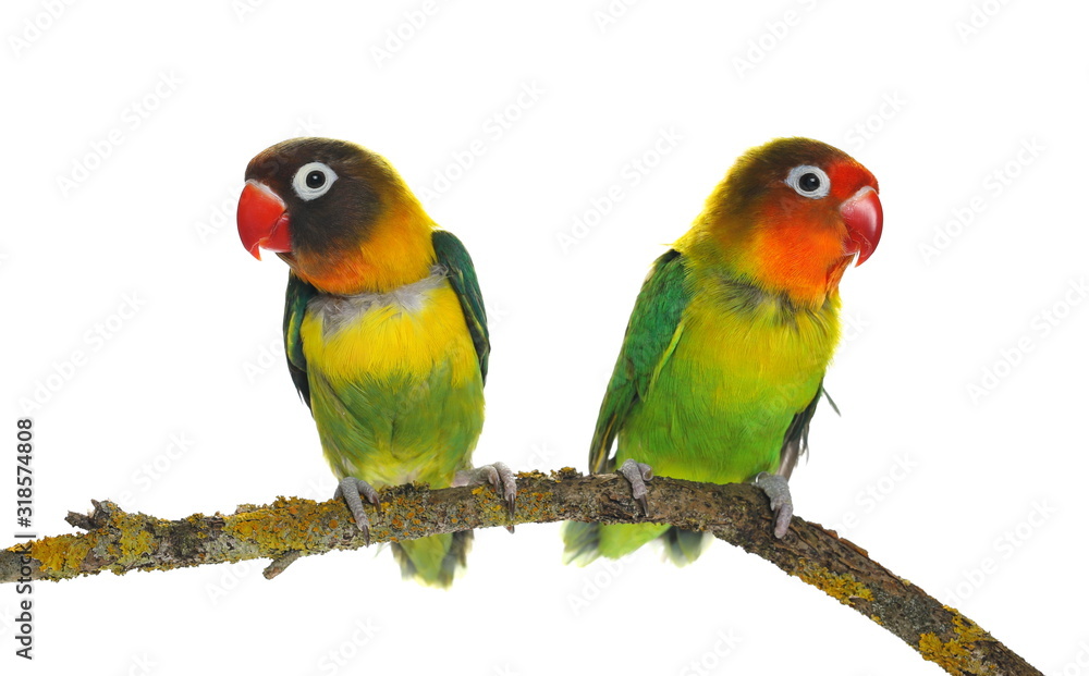 Obraz premium Lovebird on branch isolated on white Agapornis fischeri (Fischer's Lovebird)