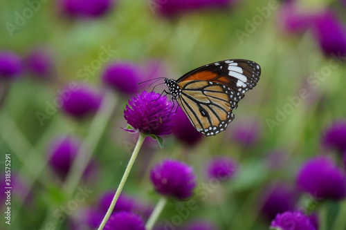 butterfly on flower © saard