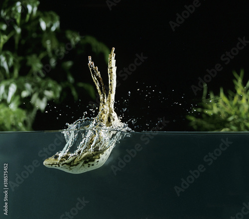 GRENOUILLE VERTE rana esculenta photo