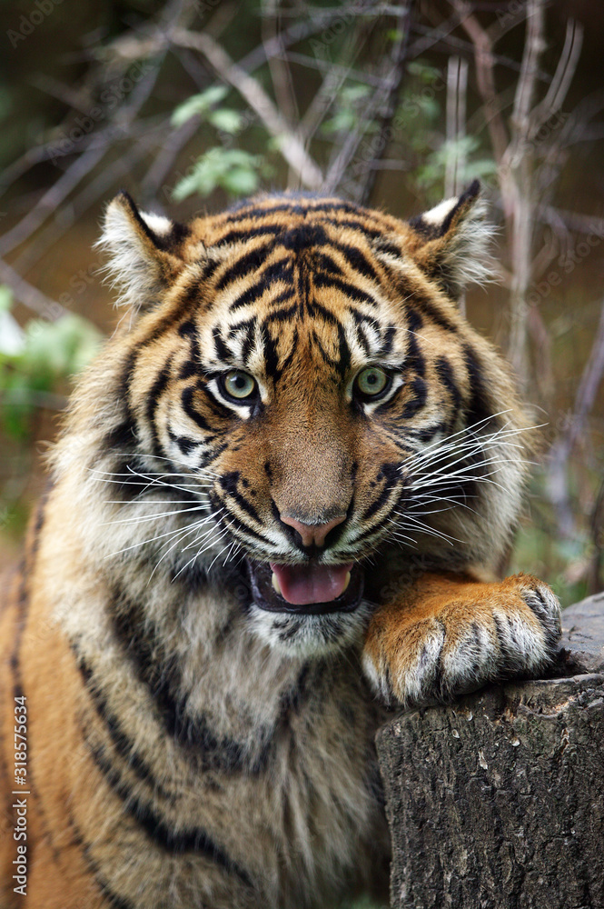 Fototapeta premium TIGRE DE SUMATRA panthera tigris sumatrae