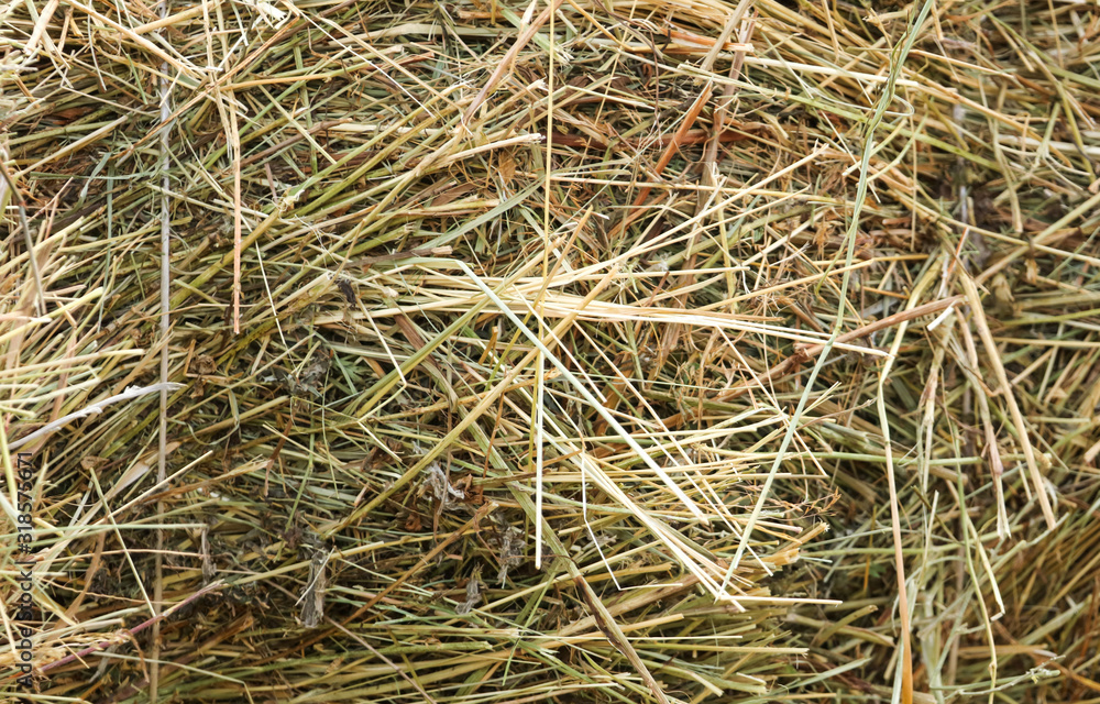 Dry hay as an abstract background