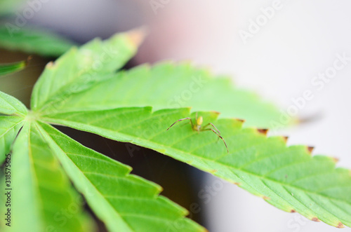 Abstract plant, Soft focus using macro lens, close up of spider on fan leaves. Cannabis cola growing and flowering. Organic farming in the cannabis industry. Medicinal cannabis, medical marijuana 