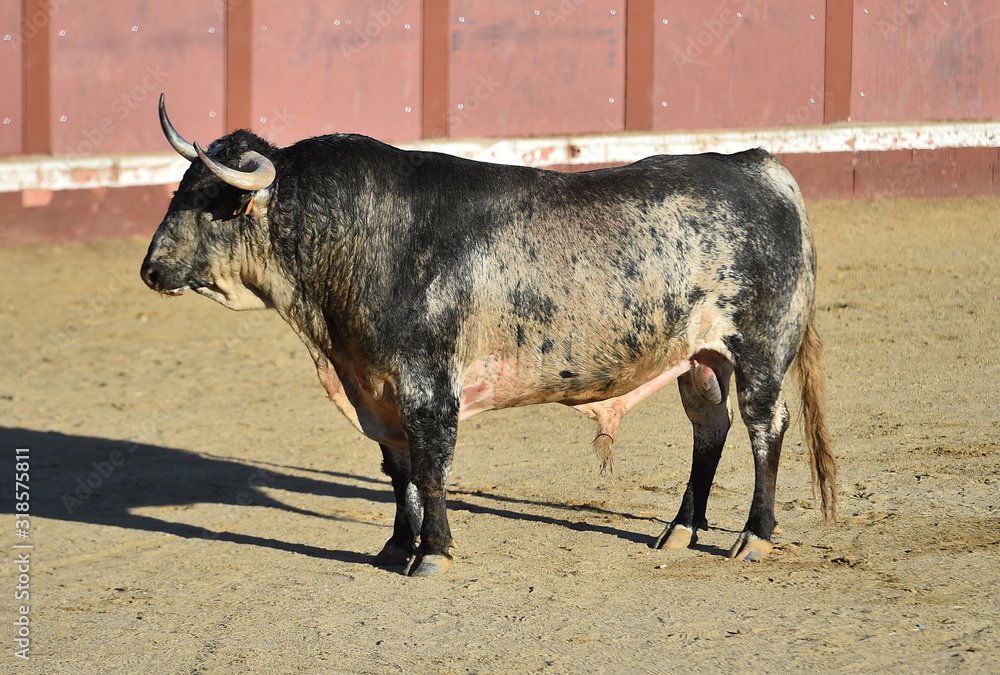 toro con grandes cuernos en una plaza de toros en españa toro con grandes cuernos en una plaza de toros en españa