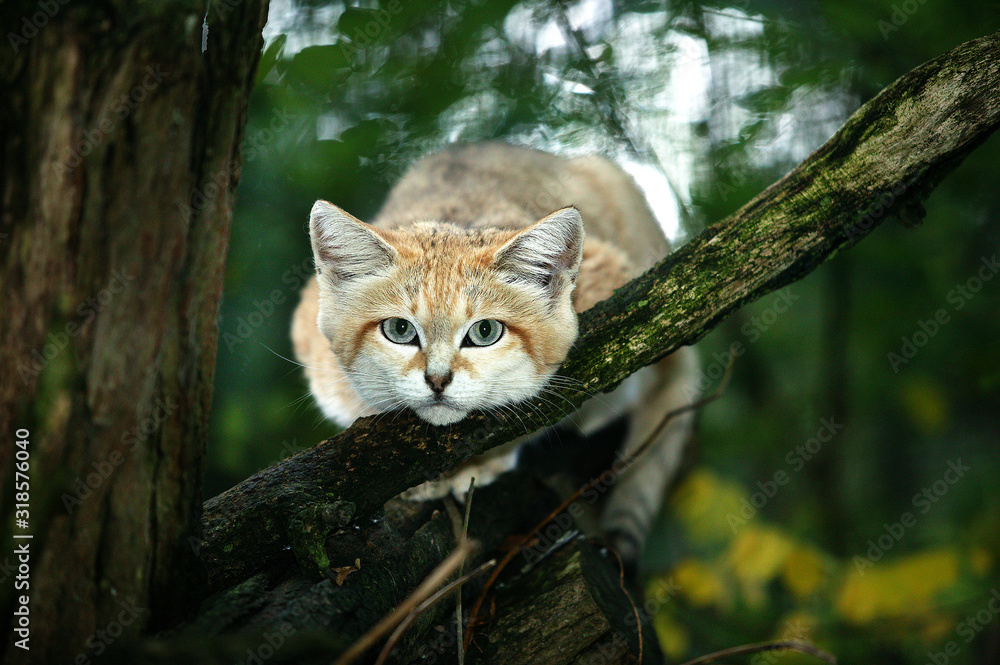 CHAT DES SABLES felis margarita CHAT DES SABLES felis margarita