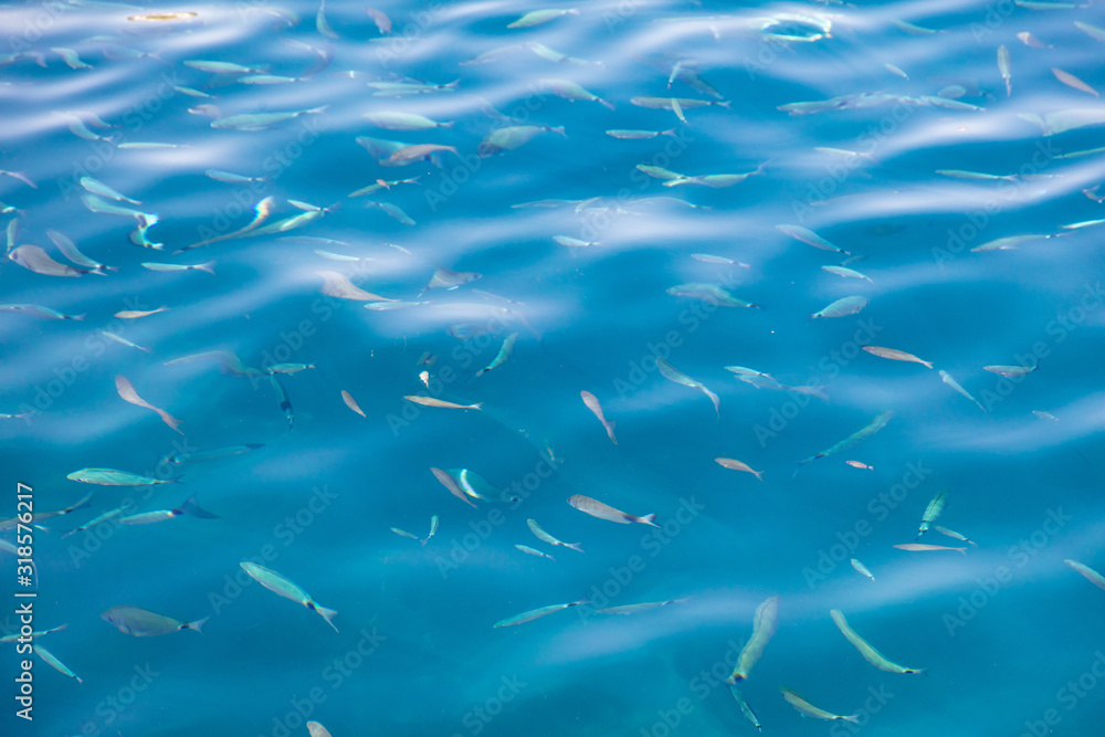Fish in the blue water of the sea as a background Fish in the blue water of the sea as a background