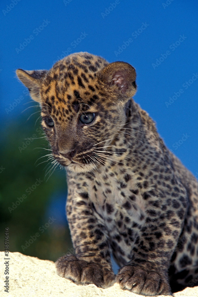 Fototapeta premium PANTHERE LEOPARD panthera pardus
