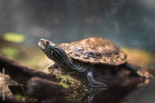 Close up of map turtle on wood stump at surface of water