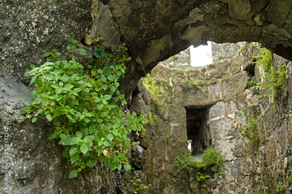 Old dilapidated fortress. Arched entrance to the tower with loopholes windows. Plants grow in the walls of structures in the cracks of the . Bright young greens on a background of gray stone