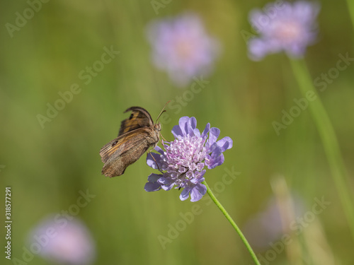 Meadow Brown Butterfly (Maniola jurtina) on Knapweed
