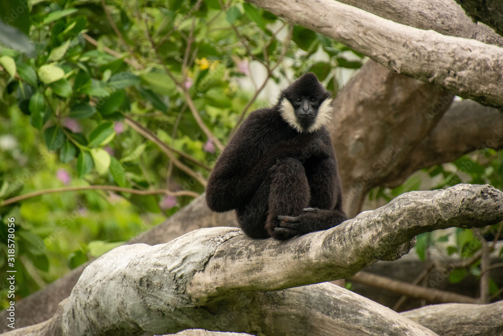 Obraz premium monkey