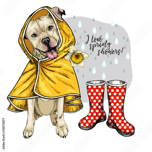 Hand drawn pit bull terrier with yellow raincoat and gumboots. Vector spring greeting card. Cute colorful dog with daffodil flower. love spring rain. Lovely pet portrait. Poster, banner, flyer design.