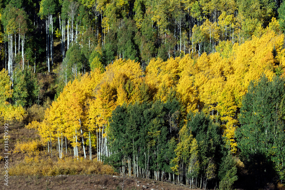 Naklejka premium Autumn Aspen Color