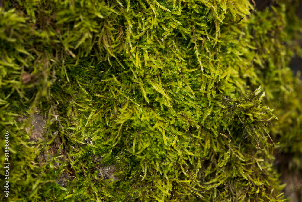 Spring wood moss in detail
