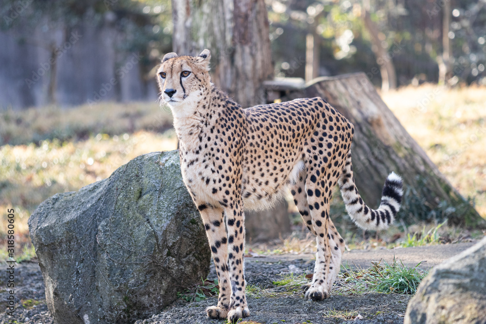 Obraz premium チーター