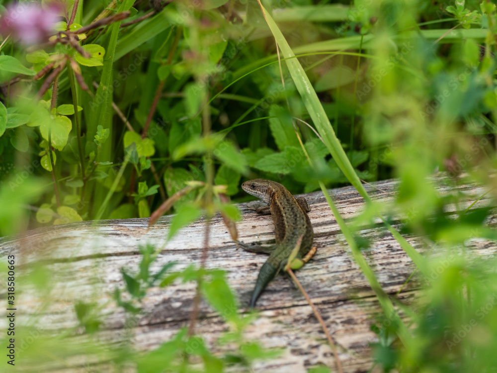 Common lizard (Lacerta Zootoca vivipara) on a log Common lizard (Lacerta Zootoca vivipara) on a log
