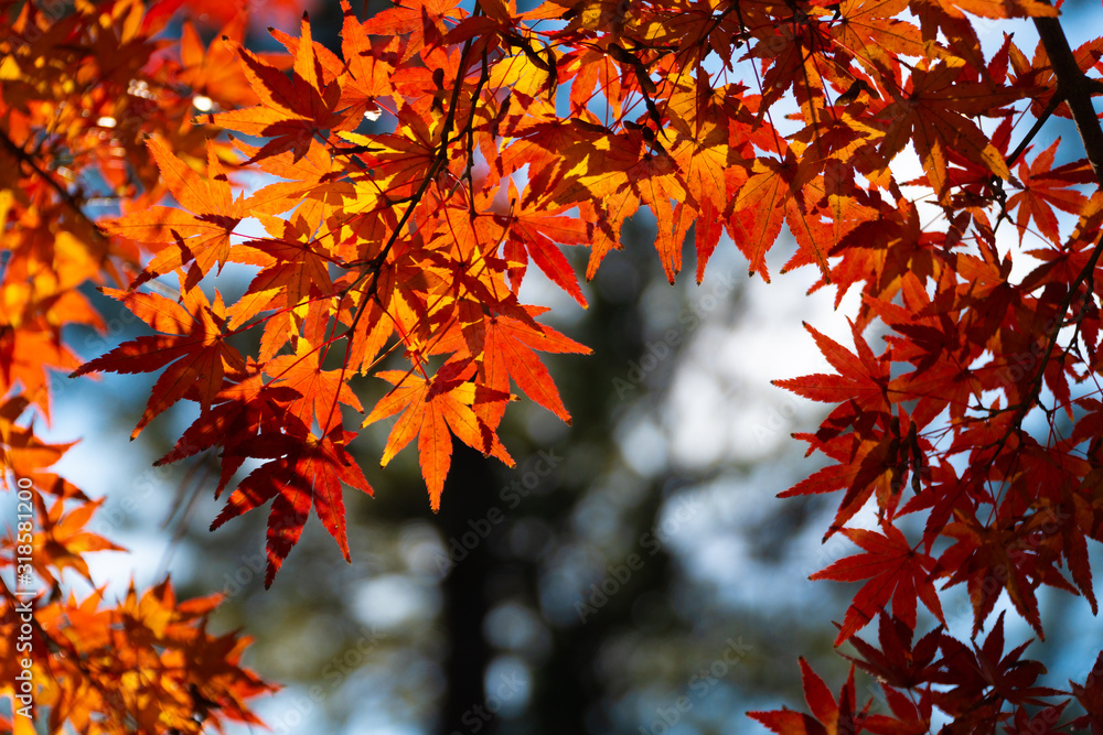 maple leaf red autumn sunset tree blurred background maple leaf red autumn sunset tree blurred background