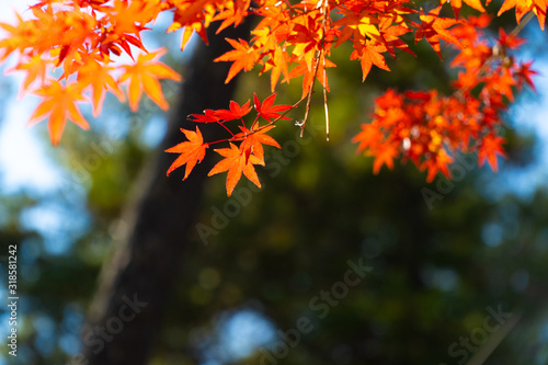 maple leaf red autumn sunset tree blurred background