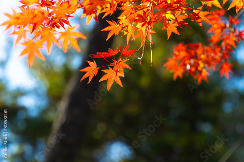 maple leaf red autumn sunset tree blurred background