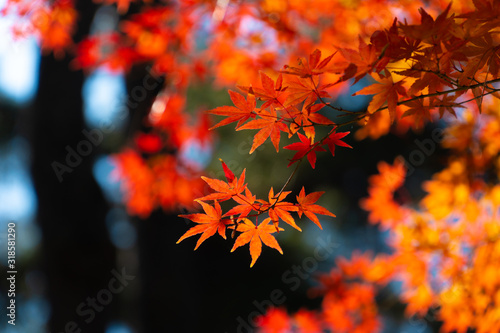 maple leaf red autumn sunset tree blurred background