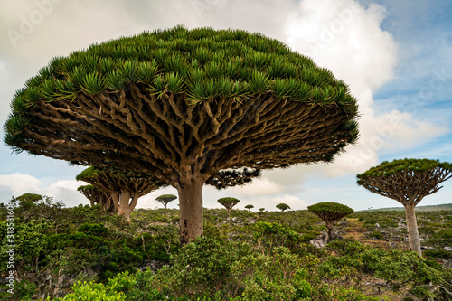 Dragon Blood Tree is an endemic plant in Socotran Archipelago of Yemen in Indian Ocean photo