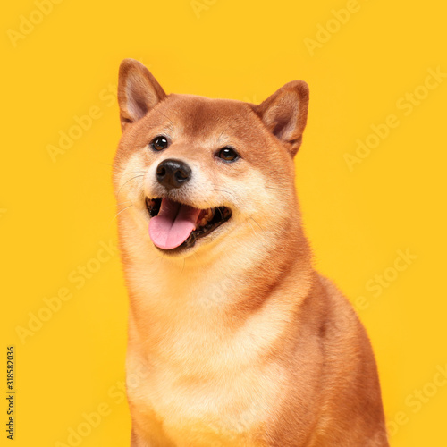 Happy shiba inu dog on yellow. Red-haired Japanese dog smile portrait