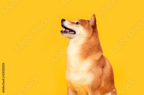 Photographie Happy shiba inu dog on yellow