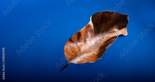 Dry leaves floating on the blue water surface