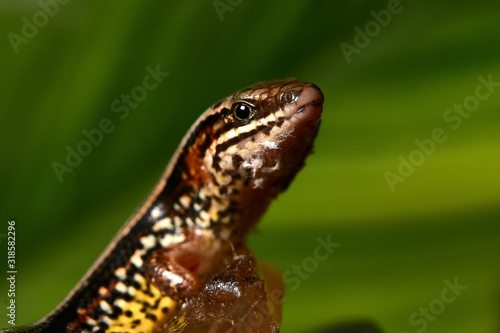 Lizard isolated on green background