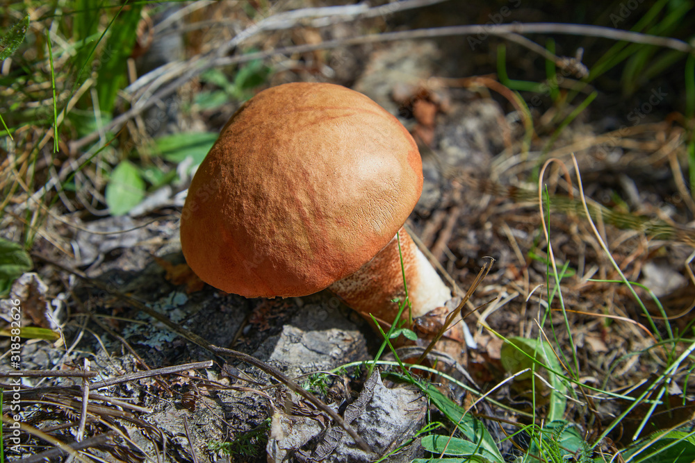 Leccinum aurantiacum - edible mushroom. Fungus in the natural environment. English: red-capped scaber stalk Leccinum aurantiacum - edible mushroom. Fungus in the natural environment. English: red-capped scaber stalk