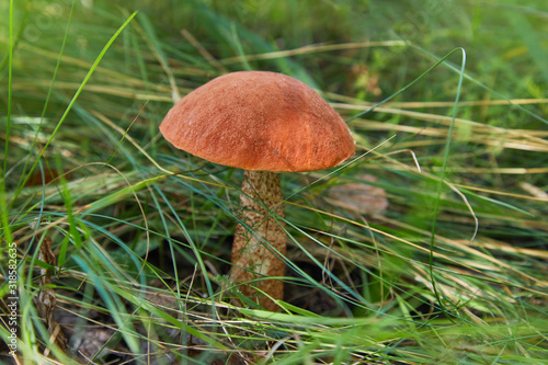Leccinum aurantiacum - edible mushroom. Fungus in the natural environment. English: red-capped scaber stalk 