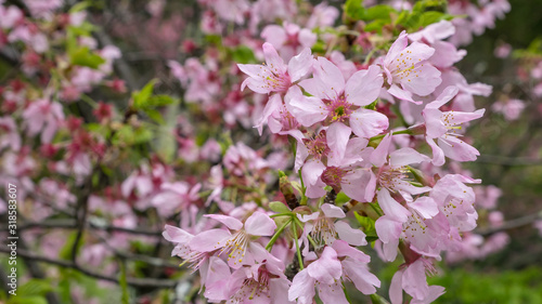 The close up of beautiful pink sakura flower branch (cherry blossom).